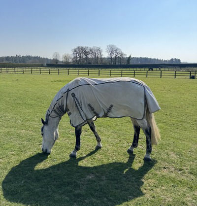 Grey horse in field with fly rug on 